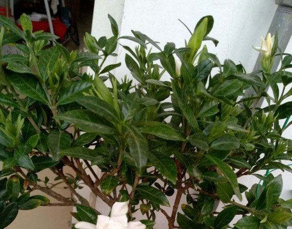 吸烟的植物有哪些
