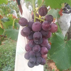 户太八号何时成熟？ 户太八号什么时候成熟