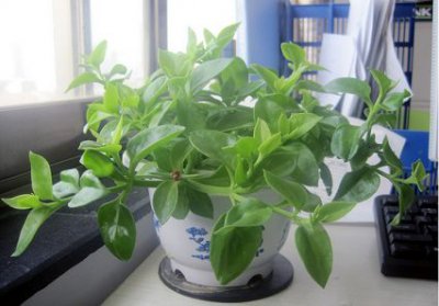 办公桌上放什么植物好|养的住才行