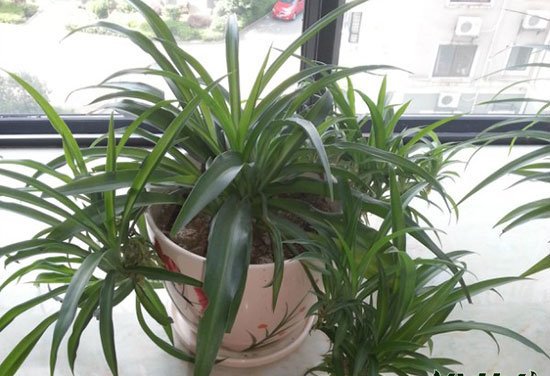 卫生间放什么植物最好|以耐阴皮实观叶植物为佳