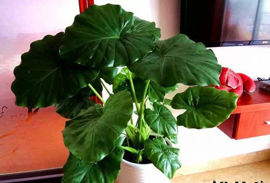 卫生间放什么植物最好|以耐阴皮实观叶植物为佳