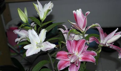 室内能否摆放百合花？ 百合花可以放在室内吗