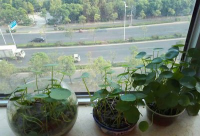 铜钱草适合放卧室吗？ 铜钱草可以放在卧室吗