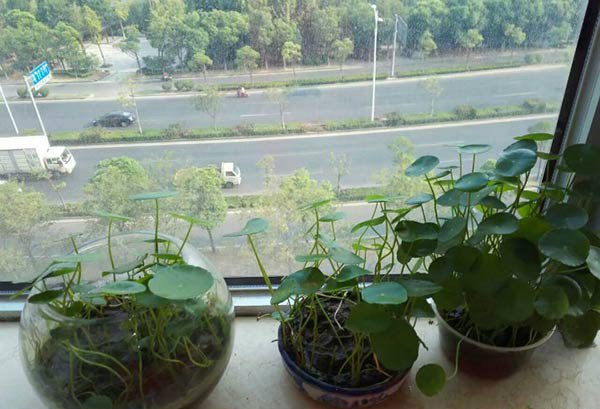铜钱草可以放在卧室吗