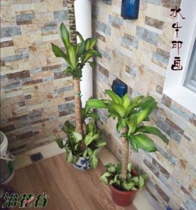 新房里放什么植物好（换个角度来看）