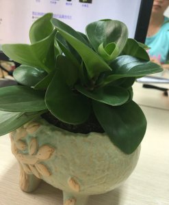 防辐射植物有用吗 防辐射植物真的有效吗？