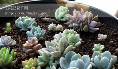 多肉植物能净化空气吗 多肉植物是否具备净化空气的能力？