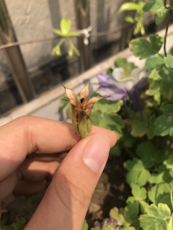 耧斗菜自己收种子会变异吗？