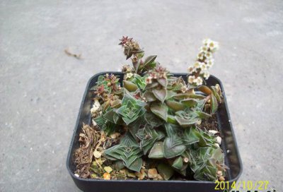 茜之塔开花会死吗 茜之塔开花后会死亡吗？