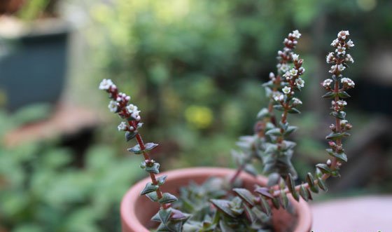 茜之塔开花会死吗