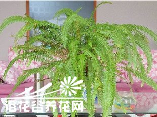 凤尾蕨的种类