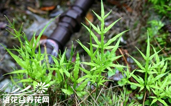 凤尾蕨的种类