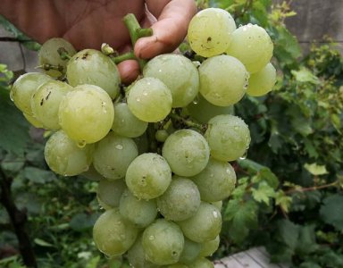 阳光玫瑰葡萄无核膨大处理（心得）