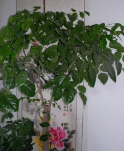 幸福树能吸附灰尘吗？ 幸福树是否具有吸附灰尘的作用
