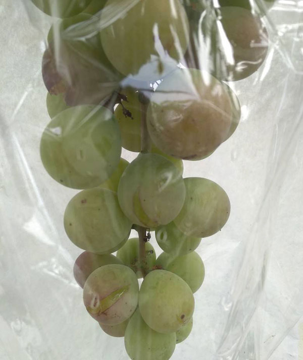 早霞玫瑰葡萄的缺点