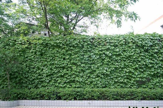 适合做围墙的植物