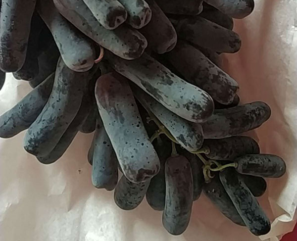 蓝宝石葡萄优缺点