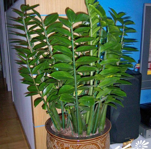 美铁芋