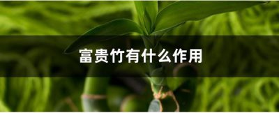 富贵竹有什么作用 富贵竹有什么特点