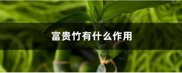 富贵竹有什么作用