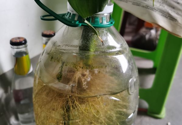 富贵竹有什么作用