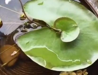 一叶莲长出小叶怎么养