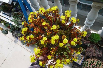 小人祭开花会死吗 小人祭开花会导致死亡吗？