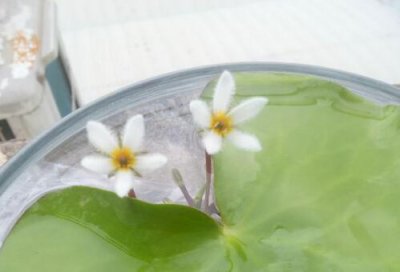 一叶莲开花一天就谢了 正常 《一叶莲开花仅一日即谢属正?！?/></i><h2>一叶莲开花一天就谢了 正常 《一叶莲开花仅一日即谢属正?！?/h2><p>小编为你介绍水生植物一叶莲方面的知识，一叶莲开花一天就谢了，接下来绿植迷网小编为大家介绍。有花友在花鸟市场看到一叶莲很漂亮，价格也不贵，</p></a></li>
            <li><a href=