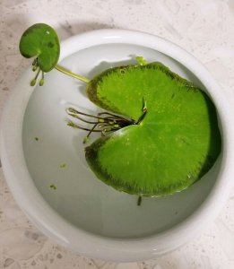 一叶莲简易分叶繁殖法 一叶莲怎么分叶繁殖（简单）