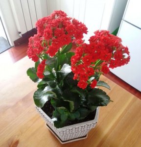 长寿花有毒吗 长寿花是否有毒？