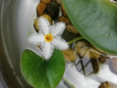 一叶莲多年生草本可长久养护 一叶莲能养多久 多年生草本