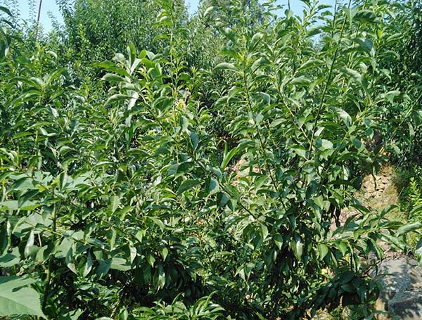李子树6-8月份管理要点
