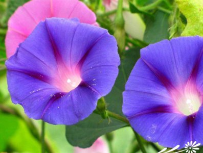 牵牛花（喇叭花）的资料 牵?；ǎɡ然ǎ┫喙刈柿?/></i><h2>牵牛花（喇叭花）的资料 牵?；ǎɡ然ǎ┫喙刈柿?/h2><p>关于这些你知道吗？草本花卉牵?；ǖ男≈叮Ｅ；ǎɡ然ǎ┑淖柿?，接下来小编为您详细解答中文学名： 牵牛花别称： 喇叭花拉丁学名： Ipomoea n</p></a></li>
            <li><a href=