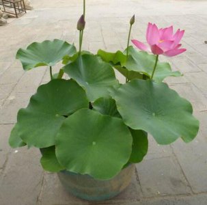 水缸种藕用啥土能开花吗？ 水缸种藕用什么土 能开花吗