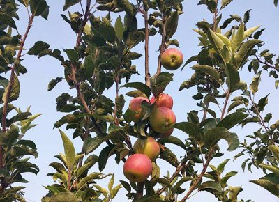 苹果树什么时候施钾肥 苹果树施钾肥的最佳时间？