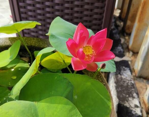 碗莲和睡莲能一起养吗