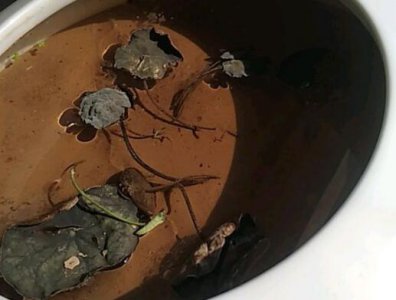 碗莲出水就干尖怎么办 碗莲出水后干尖咋解决？