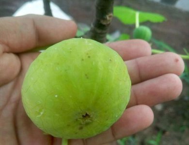 青皮无花果特点（优点、缺点） 《青皮无花果的特点优点与缺点全解析》