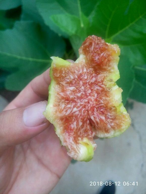 青皮无花果特点