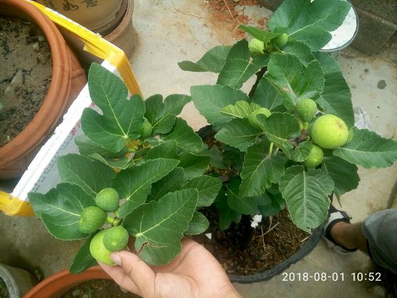 青皮无花果特点