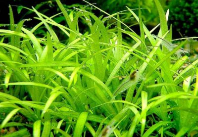 针叶皇冠水草好养么 针叶皇冠水草容易养吗？