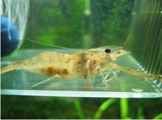 黑壳虾公母怎么分