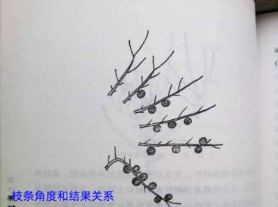 无花果拉枝吗 什么时间拉枝 《无花果需要拉枝吗？何时拉枝为宜？》