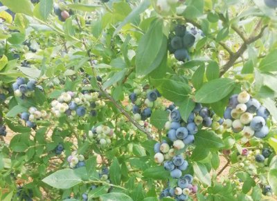 盆栽蓝莓用什么肥料 《盆栽蓝莓适用哪些肥料？》