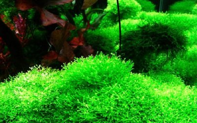 鹿角苔繁殖方法 鹿角苔的繁殖方式