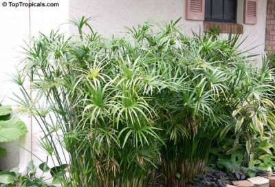 水竹的作用 《水竹有何用》