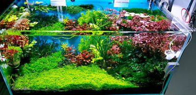 草缸有必要买冷水机吗 草缸是否有必要购置冷水机？