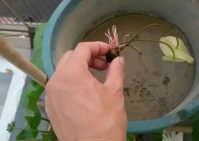 碗莲两叶一心时发芽后多久移栽？ 碗莲发芽后多久移栽（两叶一心）