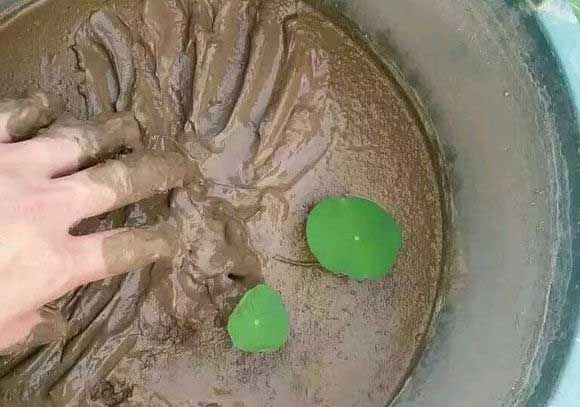 碗莲发芽后多久移栽