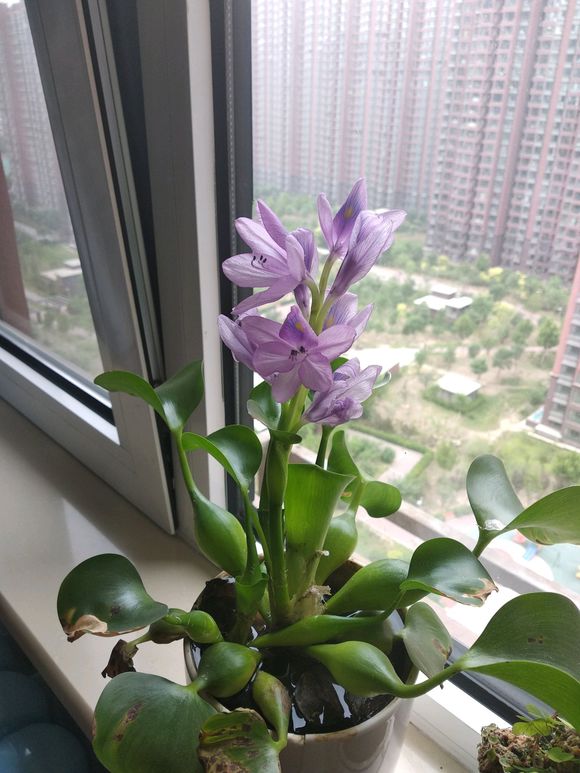 水葫芦开花后茎弯了怎么回事？能和鱼一起养吗